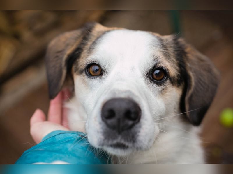 Casper sucht ein Zuhause