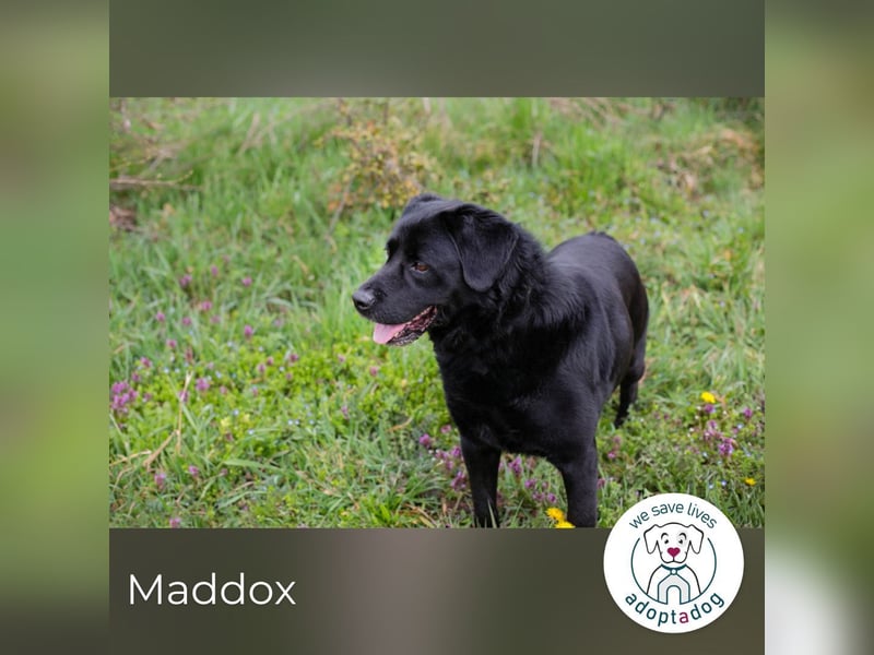Maddox – Schwarze Schönheit