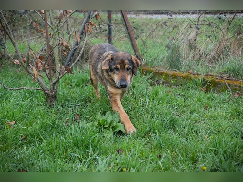 Sanaj 831820 sucht ein zu Hause