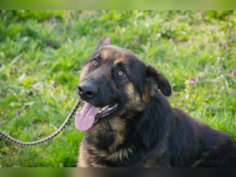 Chip 257791 sucht ein Zuhause