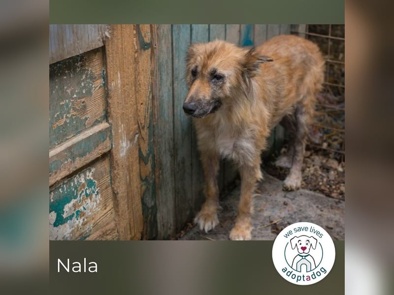 Nala sucht ein Zuhause