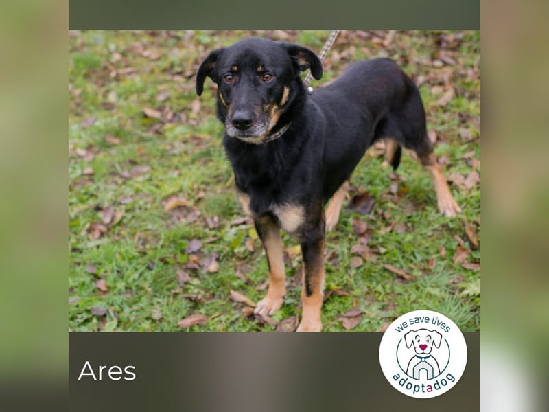 Ares 266103 Sucht ein zu Hause