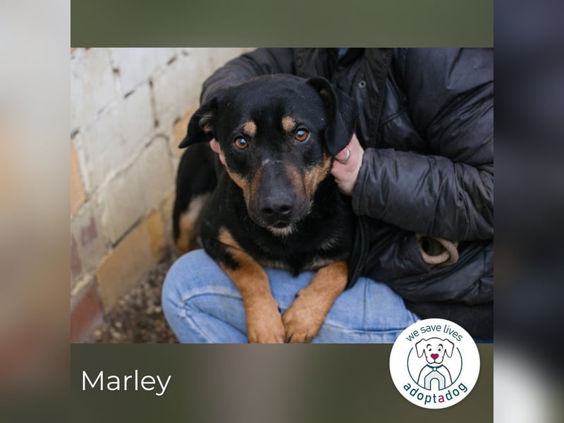 Marley 265047 sucht ein zu Hause