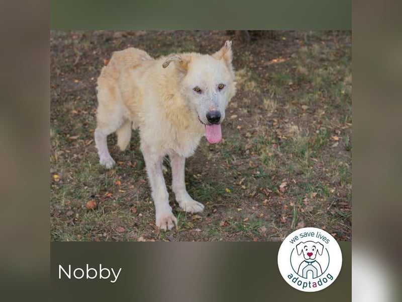 Nobby: Letzte Jahre in Geborgenheit