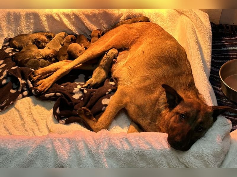 Cassy sucht ein Zuhause