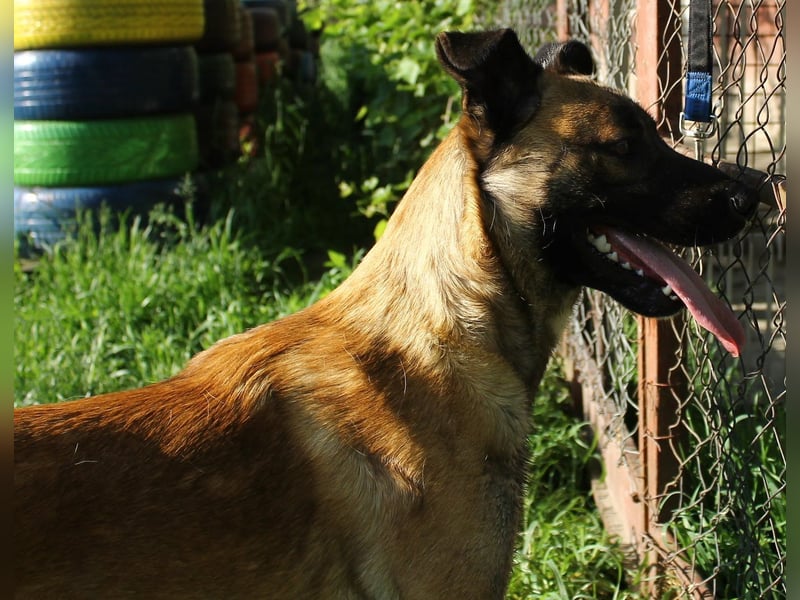 Santos: Aktiv mit grauer Schnauze