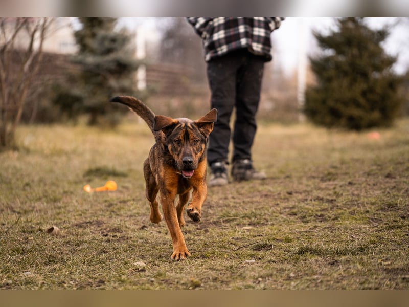 Freddy – Verspielter Entdecker sucht dich