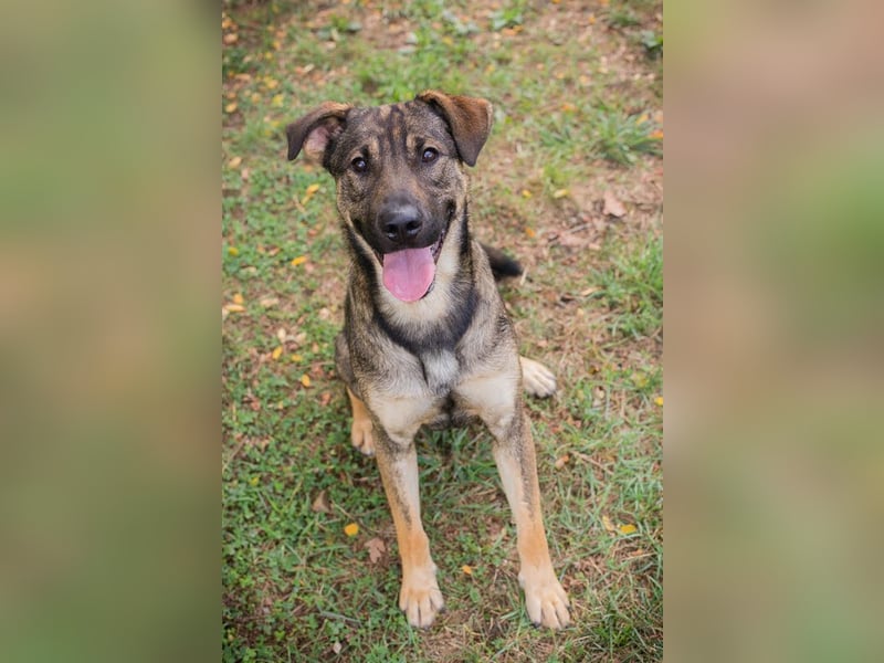 Traumhund Dobby: Treuer Begleiter sucht Zuhause