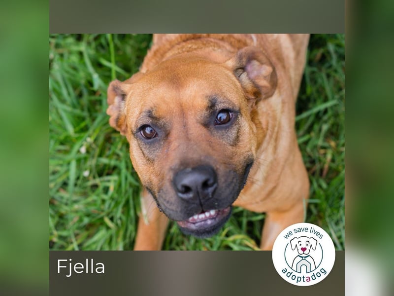 Fjella 240004 sucht ein zu Hause