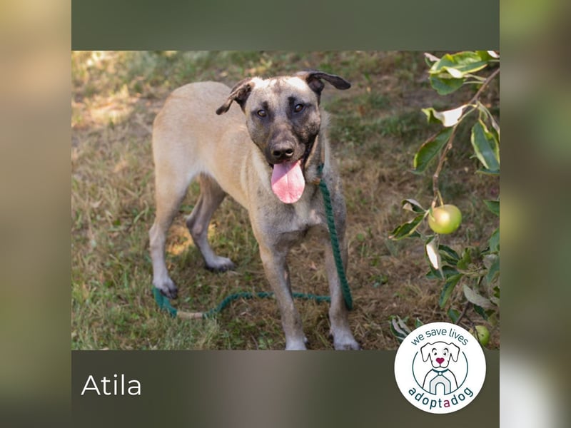 Atila sucht ein Zuhause