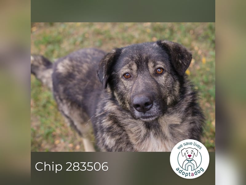 Chip 283506 sucht ein Zuhause