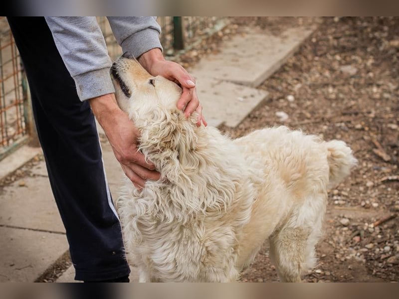 Chip 128917 sucht ein Zuhause