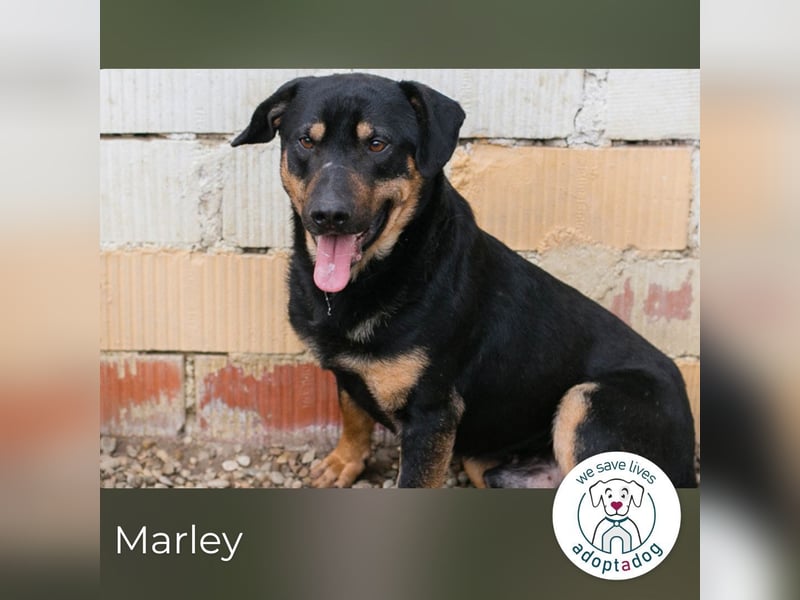 Marley 265047 sucht ein zu Hause