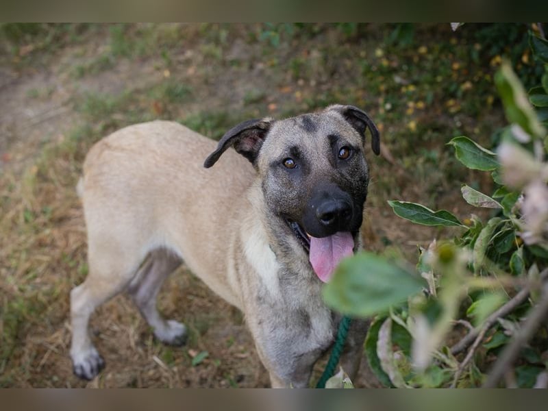 Atila sucht ein Zuhause