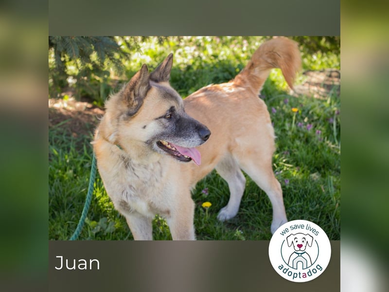 Juan: schüchterner Rüde