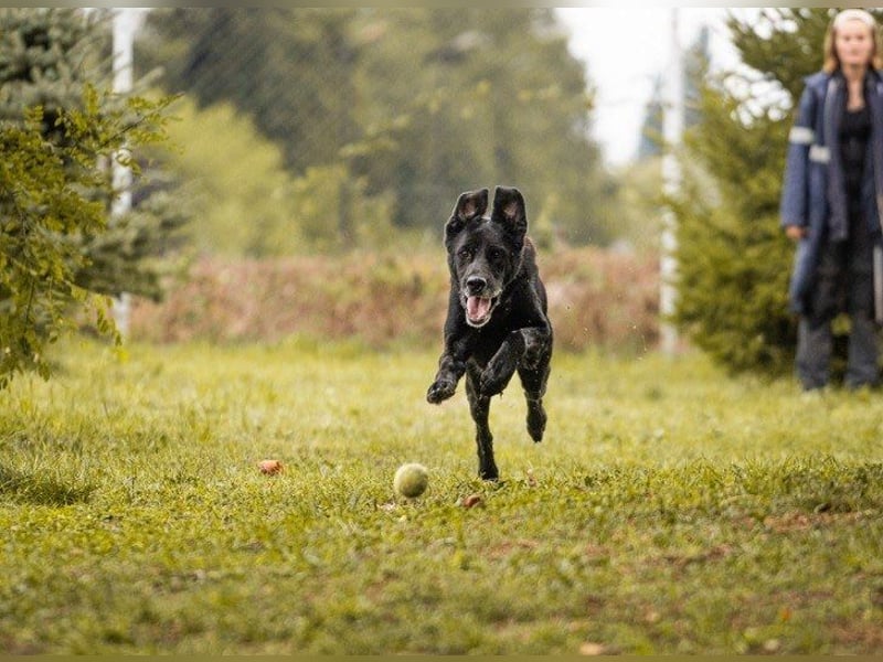 Hans 222287-116094 sucht ein zu Hause
