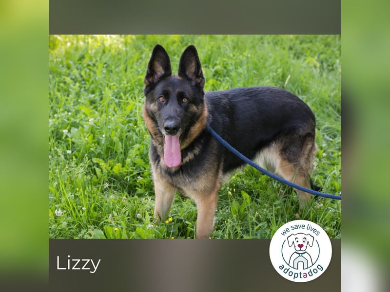 Lizzy sucht ein Zuhause