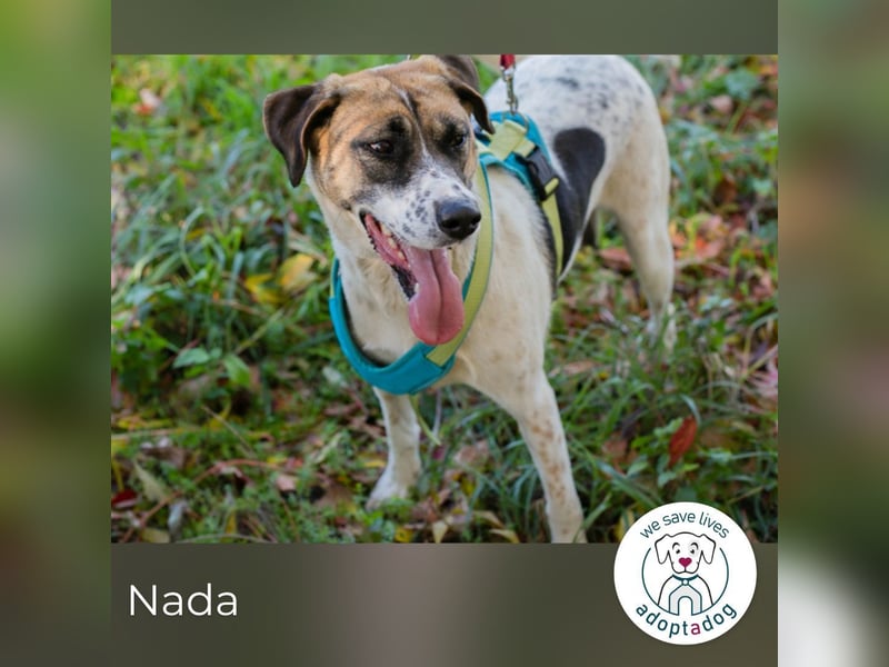 Nada sucht ihr Für-immer-Zuhause