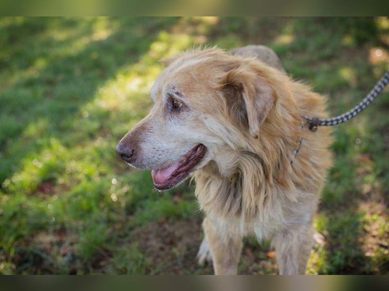 Chip 2140661 sucht ein zu Hause