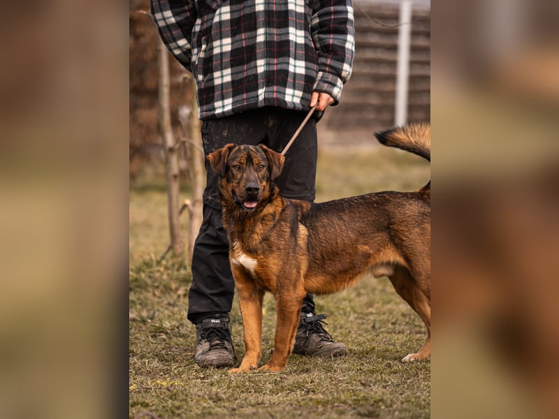 Freddy – Verspielter Entdecker sucht dich