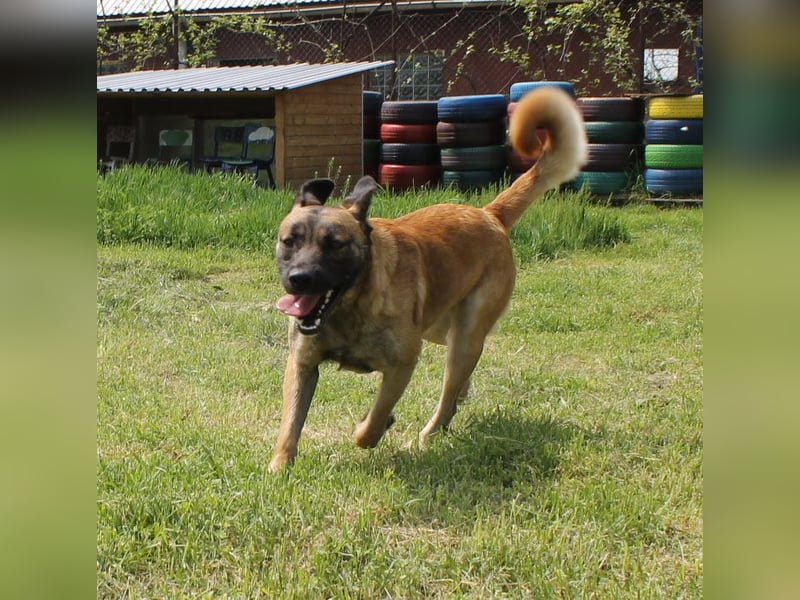 Santos: Aktiv mit grauer Schnauze