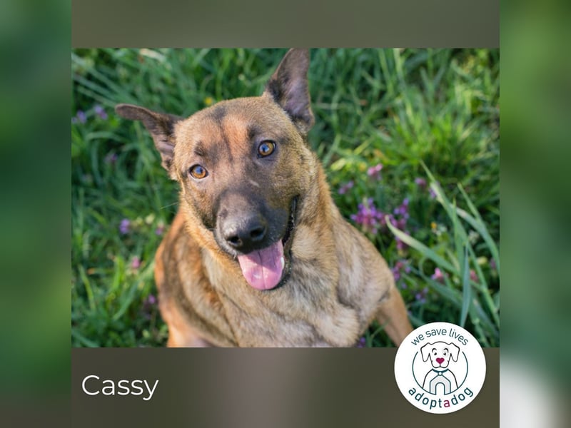 Cassy sucht ein Zuhause