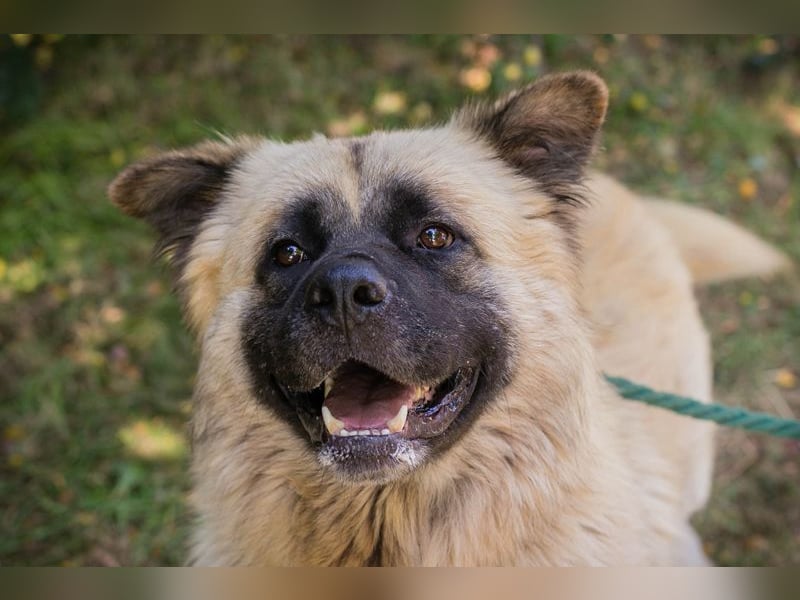 Teddy sucht ein Zuhause
