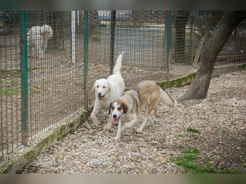 Chip 256646 sucht ein Zuhause