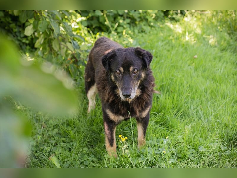 Elwood sucht ein Zuhause