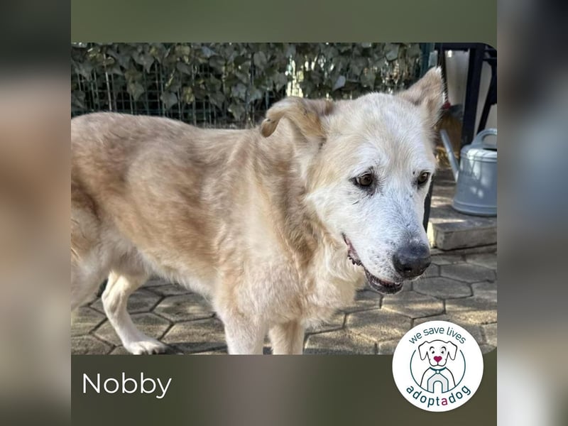 Nobby: Letzte Jahre in Geborgenheit