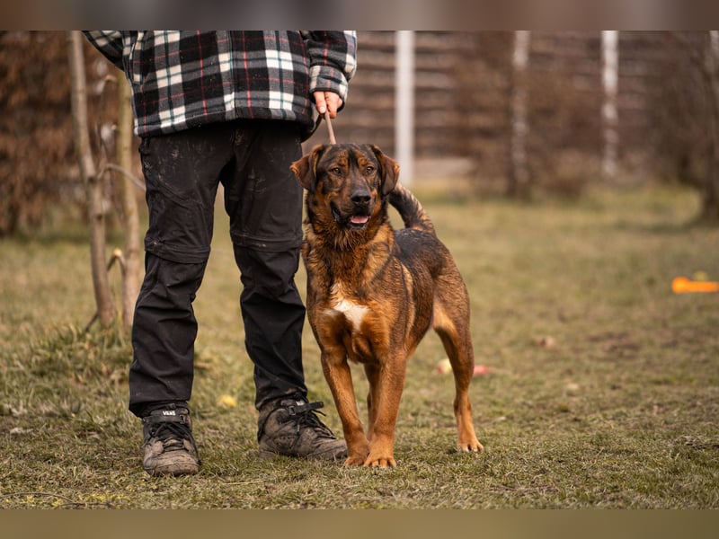 Freddy – Verspielter Entdecker sucht dich