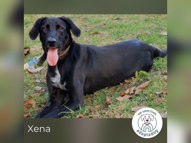 Xena: Frohnatur: verspielt, glücklich, albern und quirlig