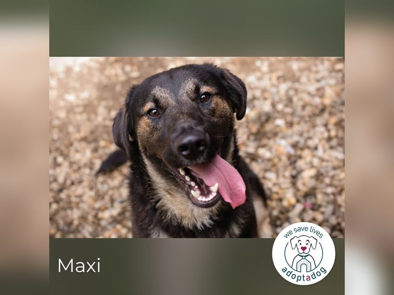 Maxi: Sonnenschein auf vier Beinen