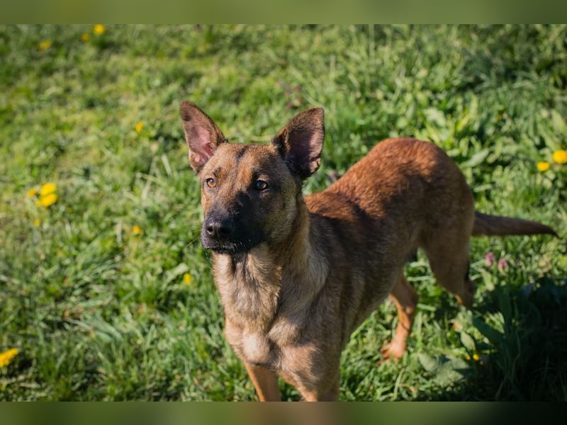 Cassy sucht ein Zuhause