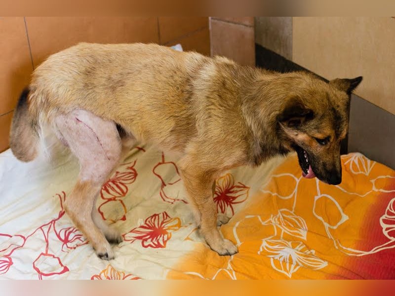 Alex – möchte voll durchstarten