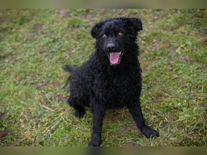 Cody: Neugieriger Wirbelwind