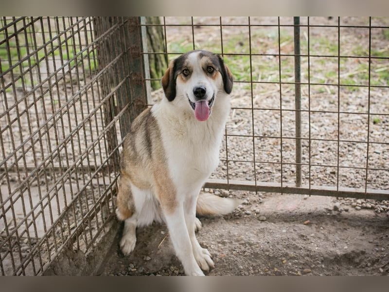 Chip 256646 sucht ein Zuhause