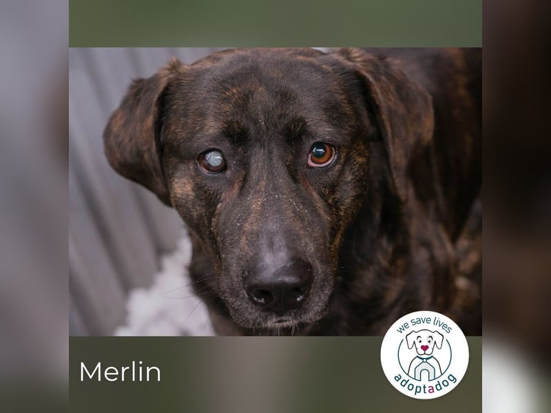 Merlin: Ein Herz voller Freundlichkeit