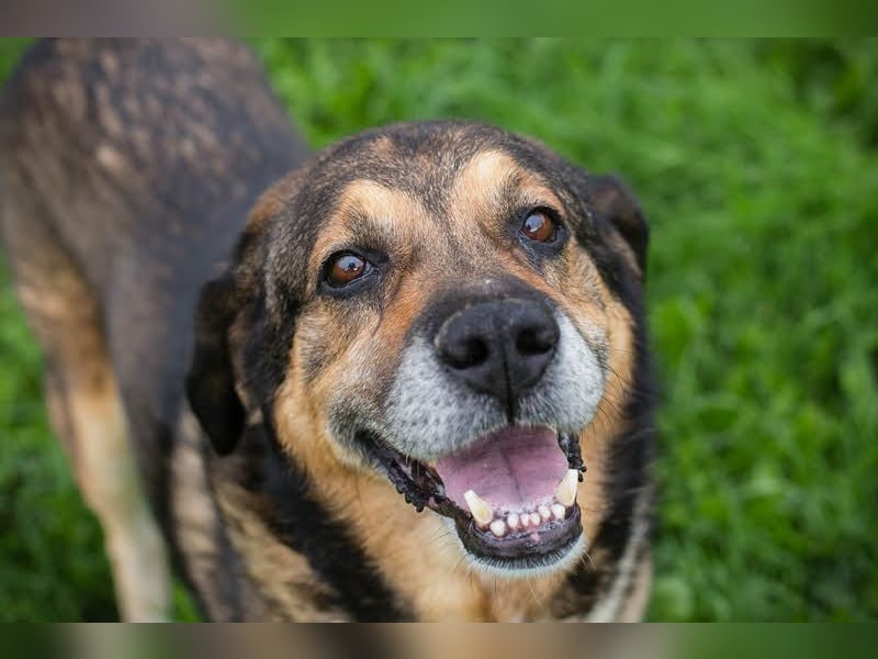 Casimir: Lieber Rüde