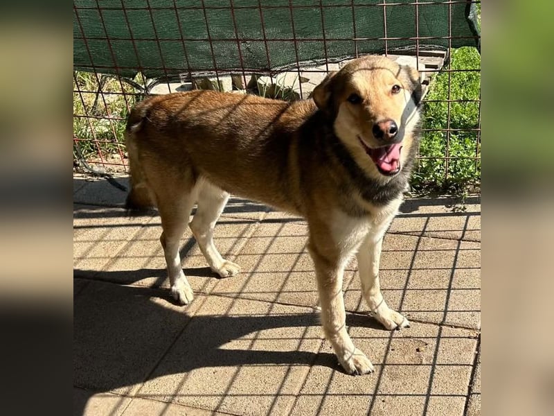 Lasse sucht ein zu Hause