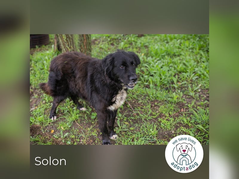 Solon: Tapferer Hundeopa
