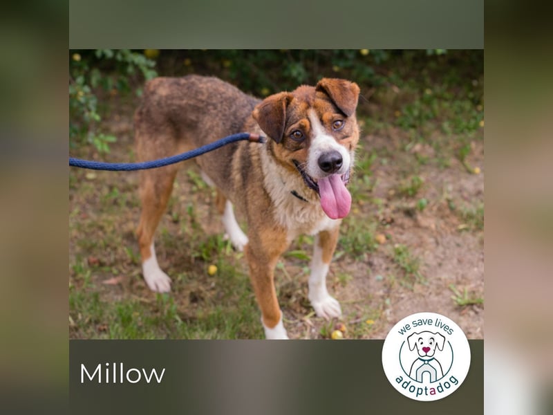 Millow sucht ein Zuhause