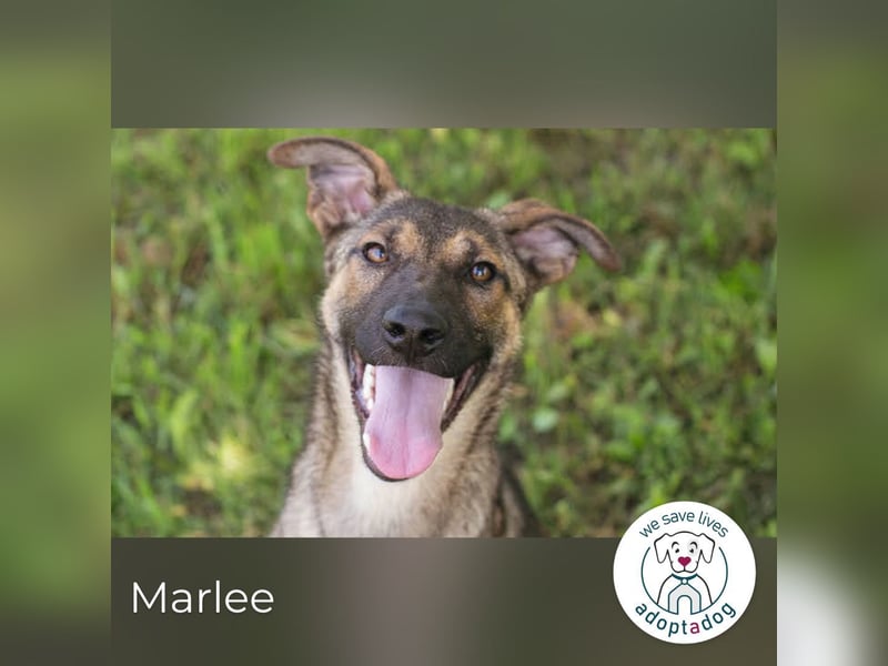 Marlee: Lebensfreude sucht Zuhause