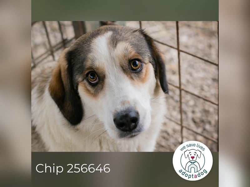 Chip 256646 sucht ein Zuhause