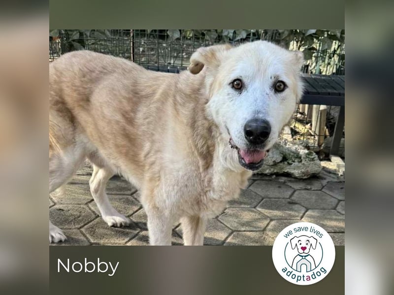 Nobby: Letzte Jahre in Geborgenheit