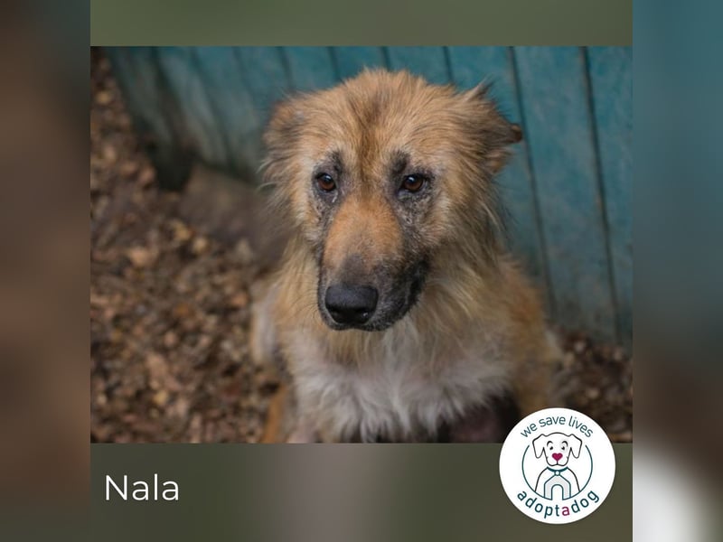 Nala sucht ein Zuhause