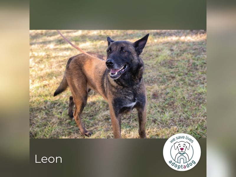 Leon 966431 sucht ein zu Hause
