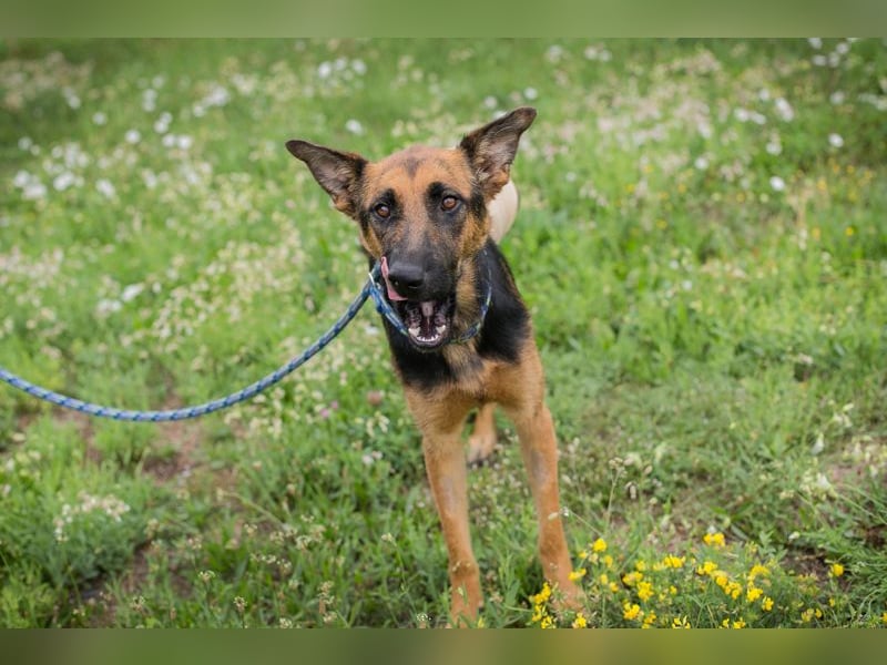 Nayra: Ein Herz auf drei Pfoten