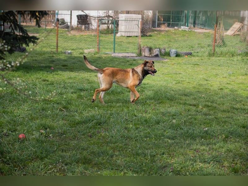 Jasper 271450 sucht ein Zuhause