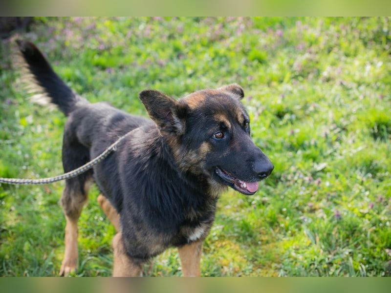 Dinero sucht ein Zuhause